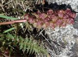 Pedicularis alberti. Соплодие и лист. Кыргызстан, Чуйская обл., Аламудунский р-н, Ала-Арчинское ущелье, начало нац. парка, предгорный луг. 27.05.2019.