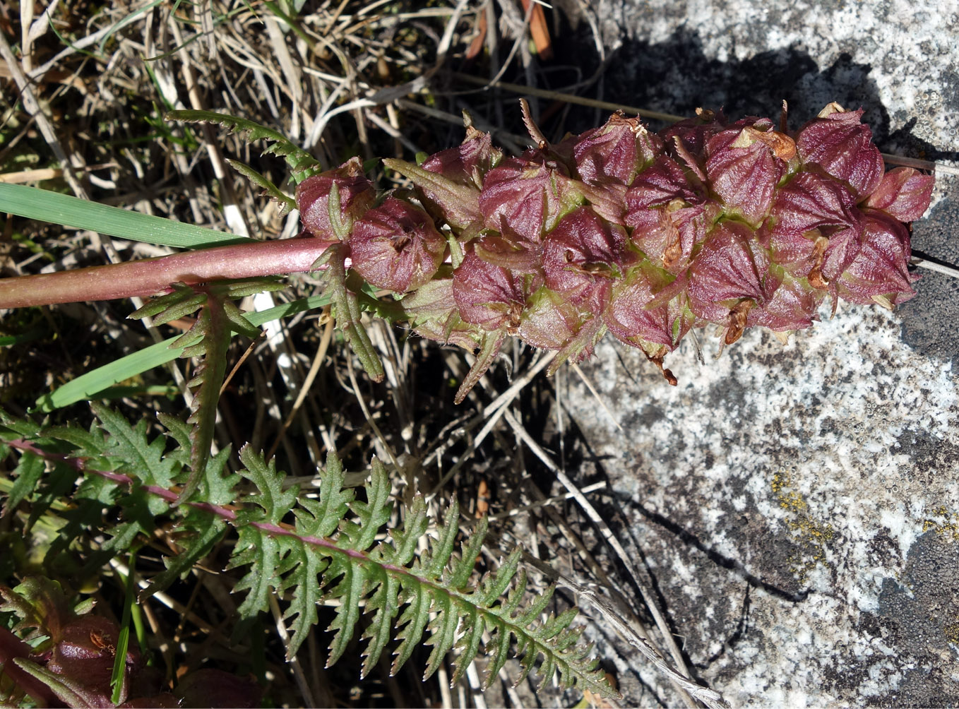 Изображение особи Pedicularis alberti.