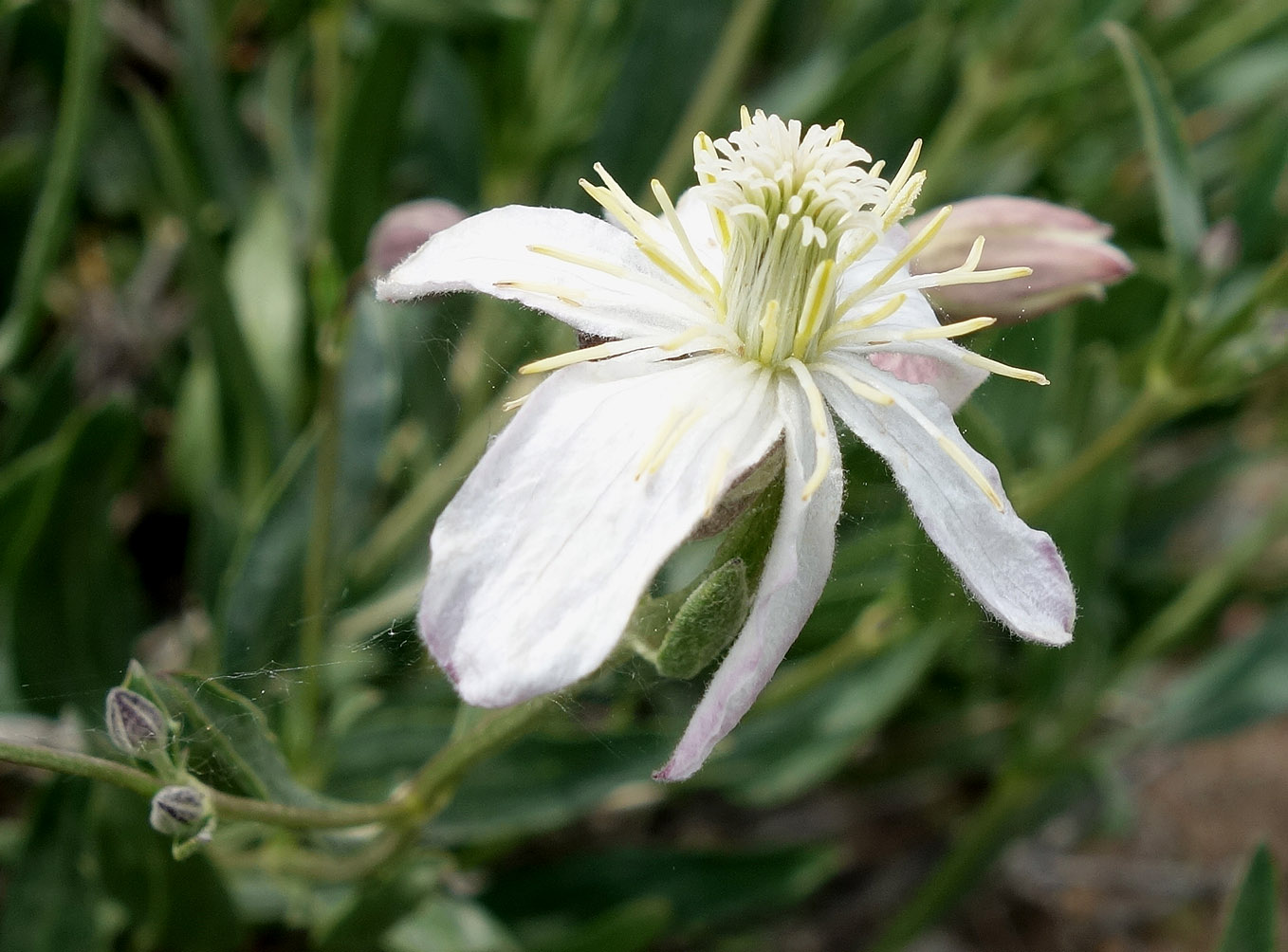 Image of Clematis songorica specimen.