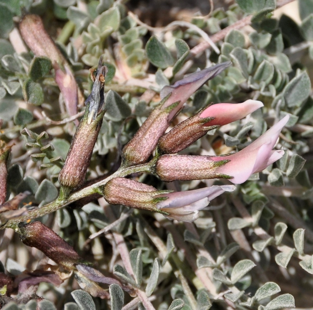 Image of Astragalus cyprius specimen.