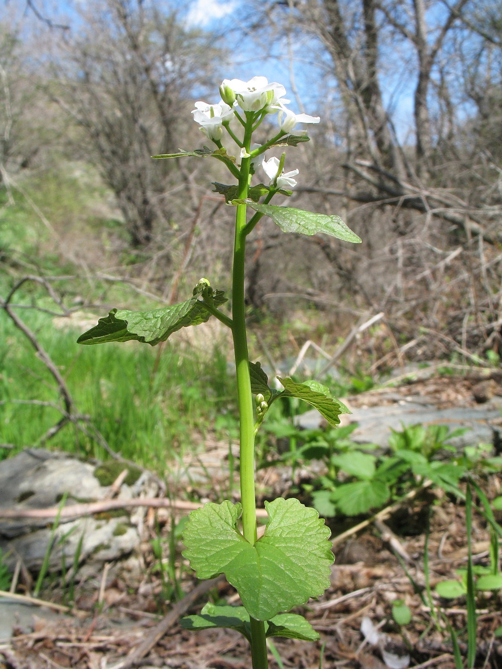 Image of Alliaria petiolata specimen.