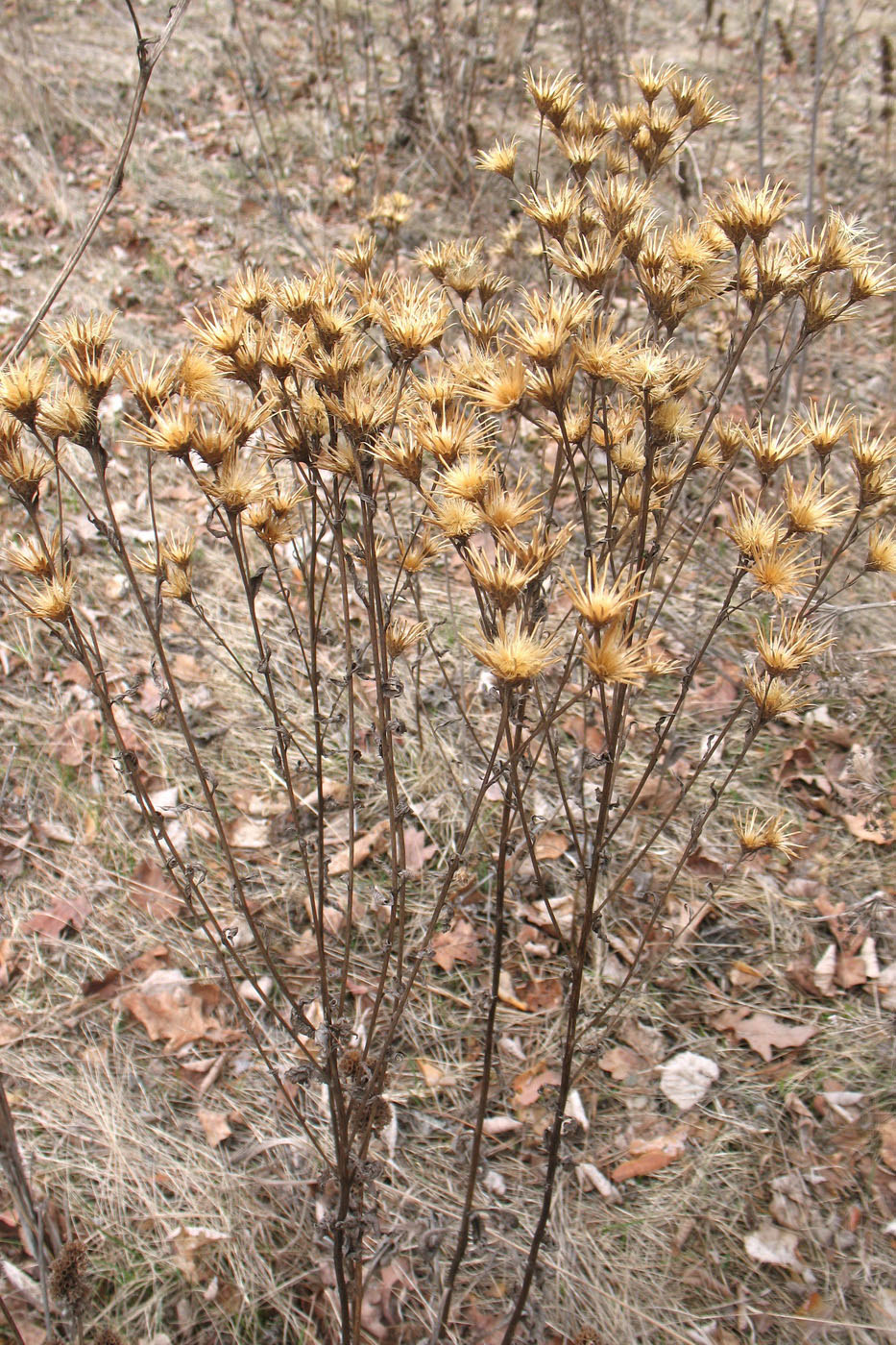 Image of Serratula tinctoria specimen.