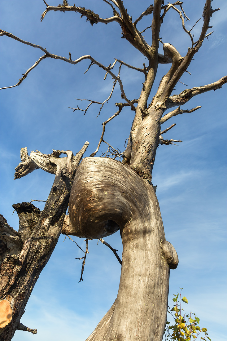 Image of Pinus sylvestris specimen.