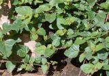 Boerhavia coccinea