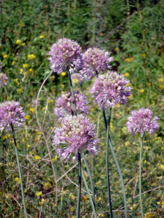 Изображение особи Allium senescens ssp. glaucum.