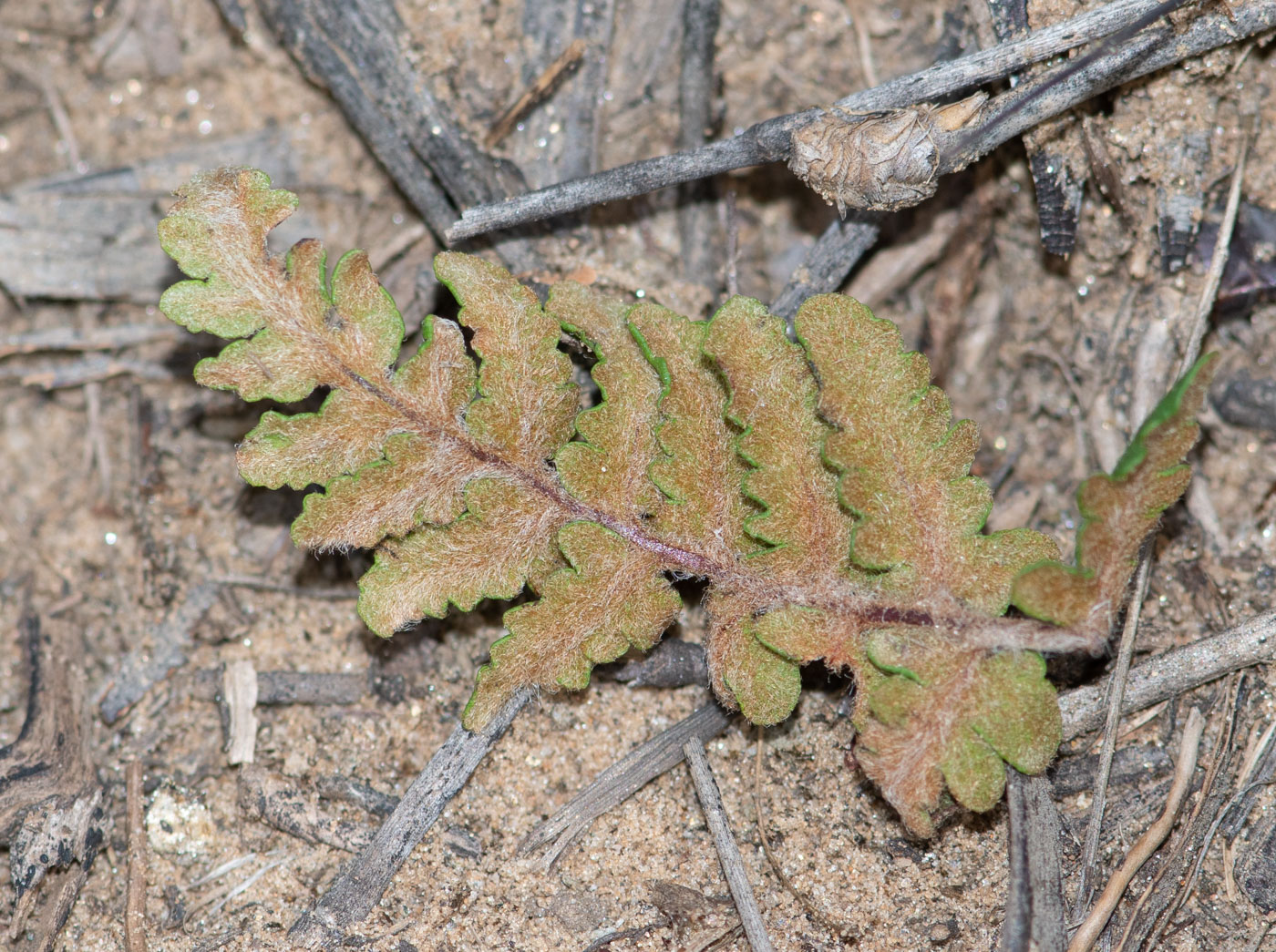 Изображение особи Cheilanthes marlothii.