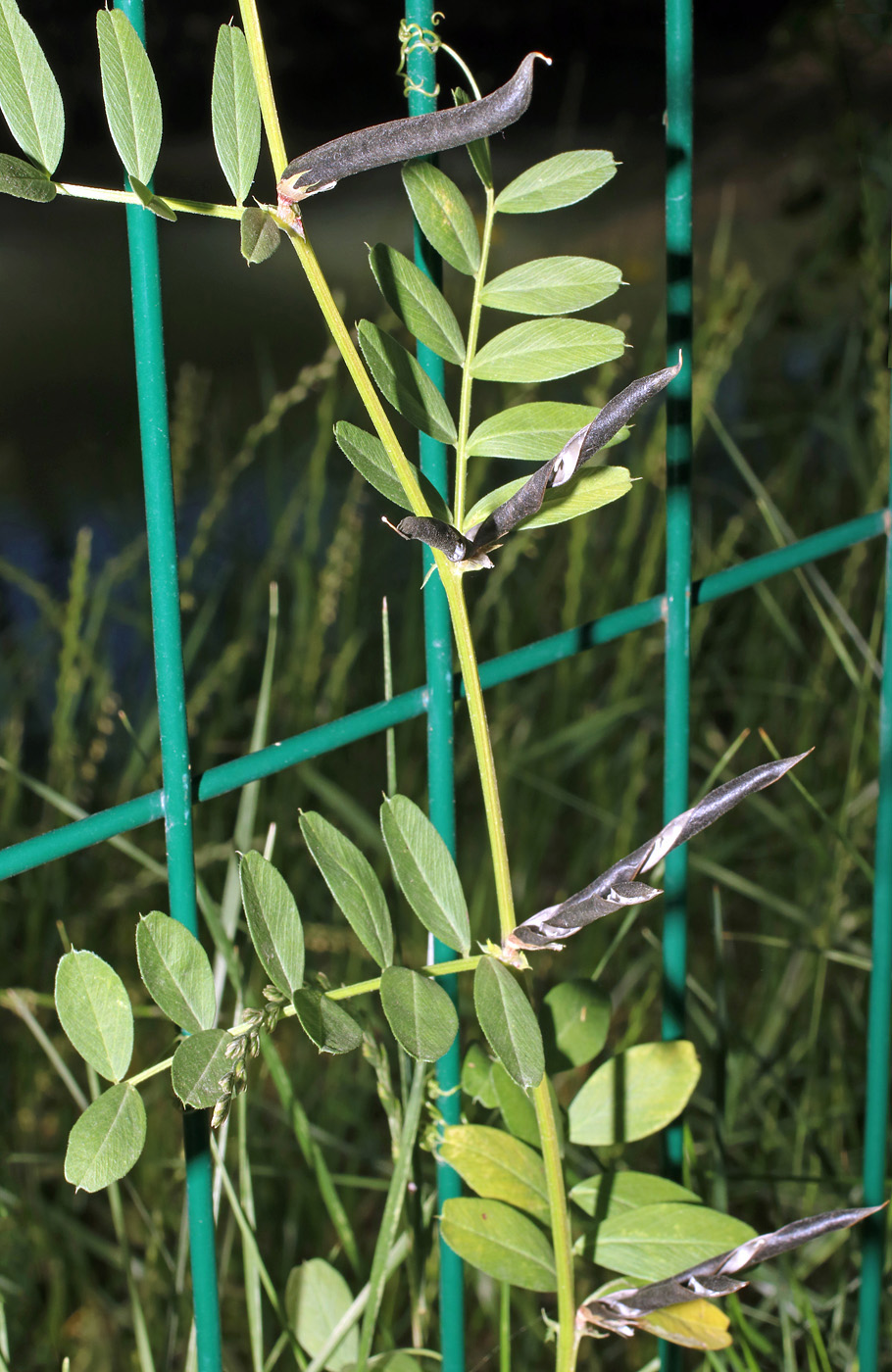 Изображение особи Vicia angustifolia.