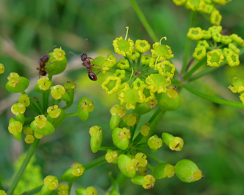 Image of Pastinaca sativa specimen.