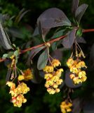 Berberis форма atropurpurea