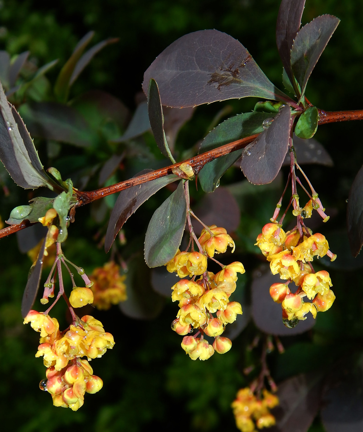 Image of Berberis vulgaris f. atropurpurea specimen.