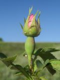 Rosa pygmaea