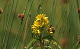 Lysimachia vulgaris