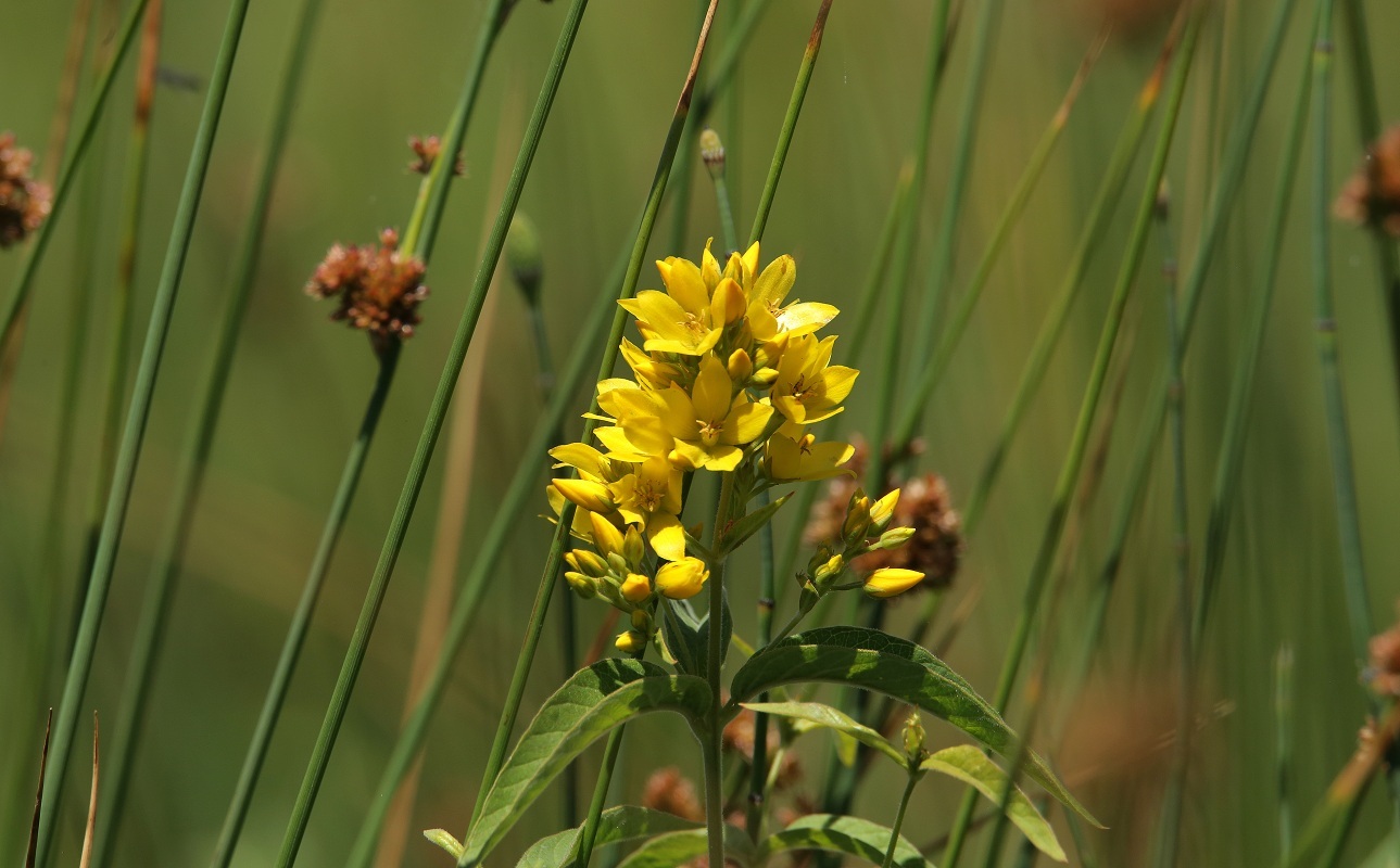 Изображение особи Lysimachia vulgaris.