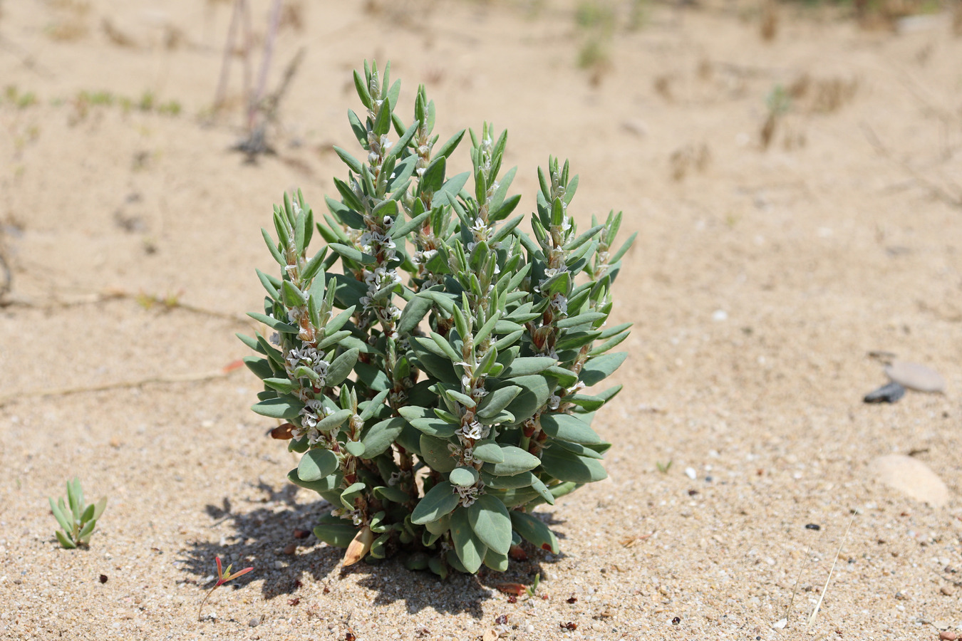 Изображение особи Polygonum maritimum.