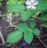 Rosa multiflora