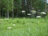 Laserpitium latifolium