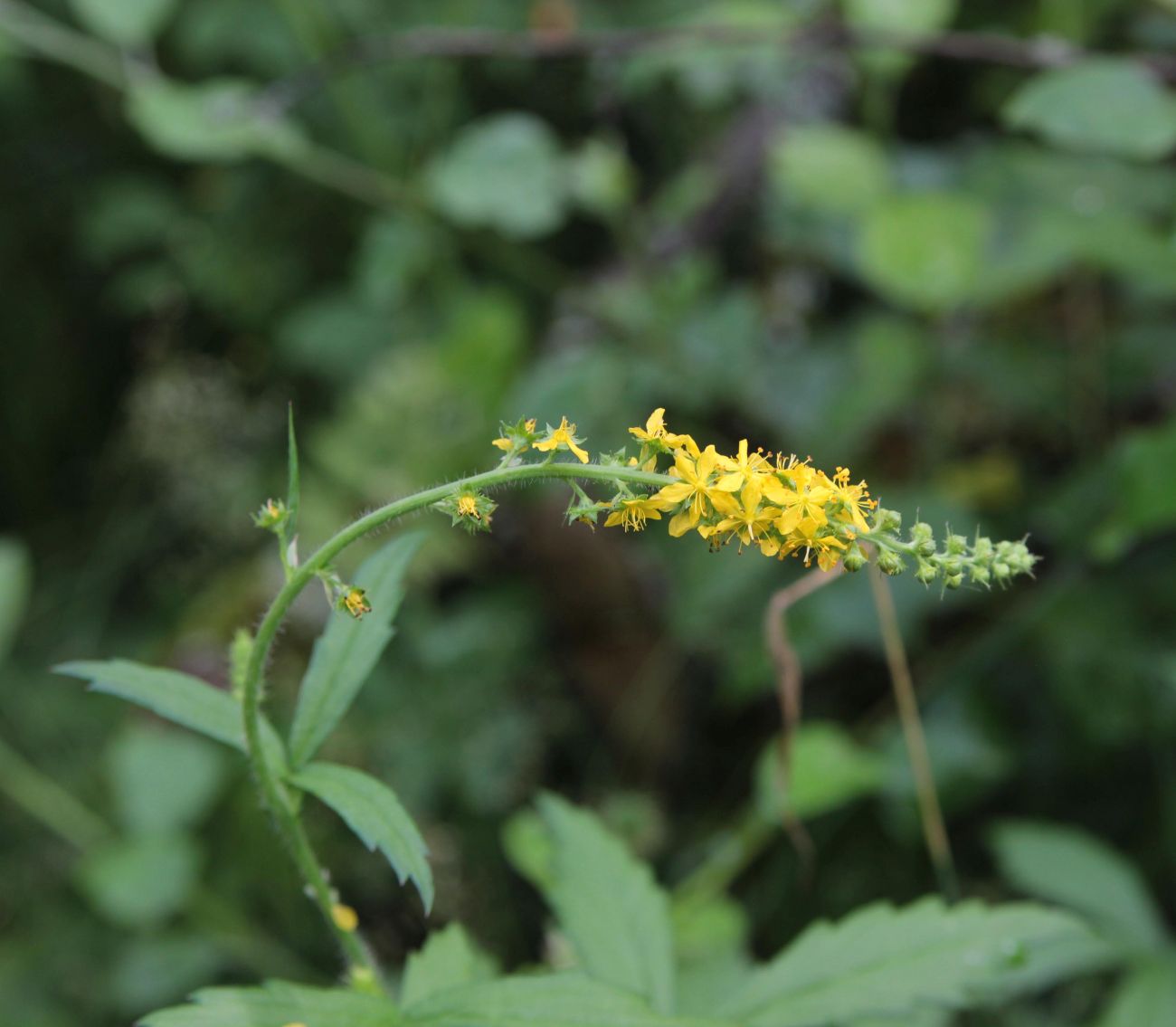 Изображение особи Agrimonia eupatoria.