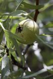 Pyrus regelii. Плод. Южный Казахстан, хр. Каратау, ущ. Саясу. 29.07.2010.