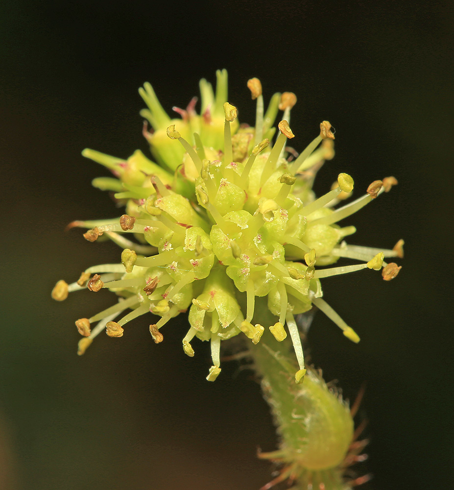 Изображение особи Oplopanax elatus.