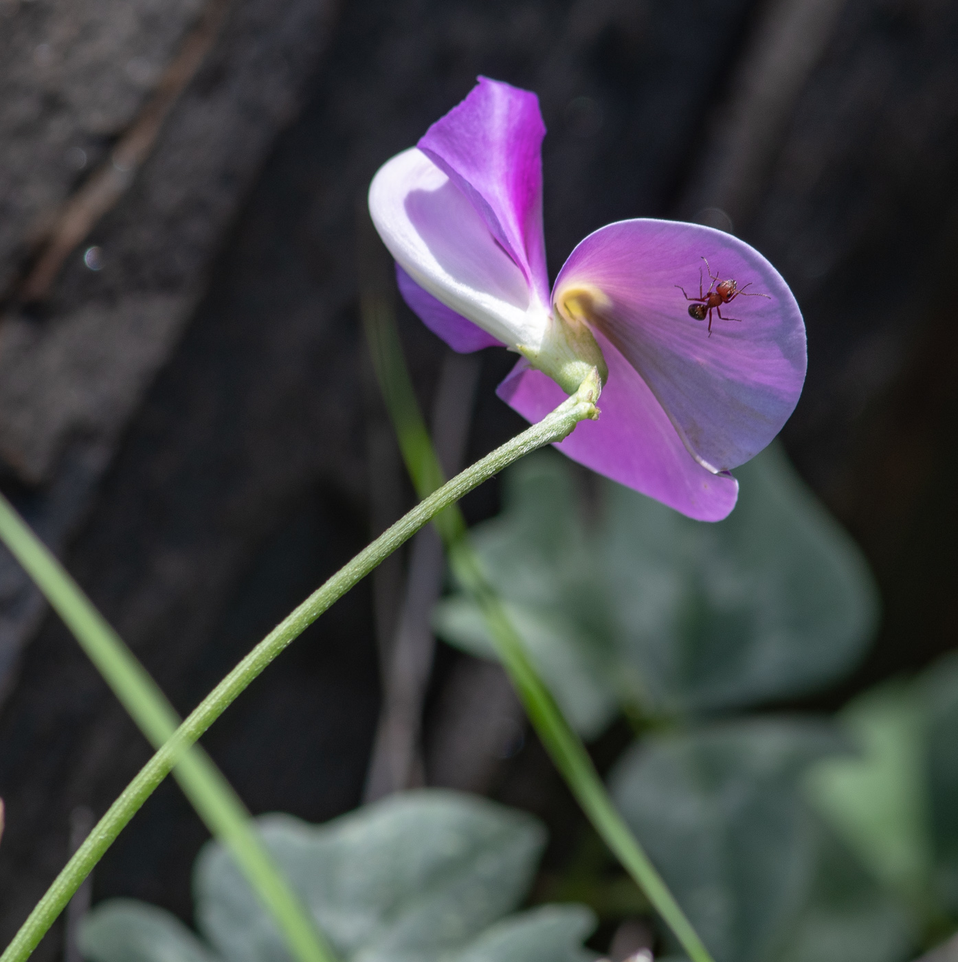 Изображение особи Vigna frutescens.