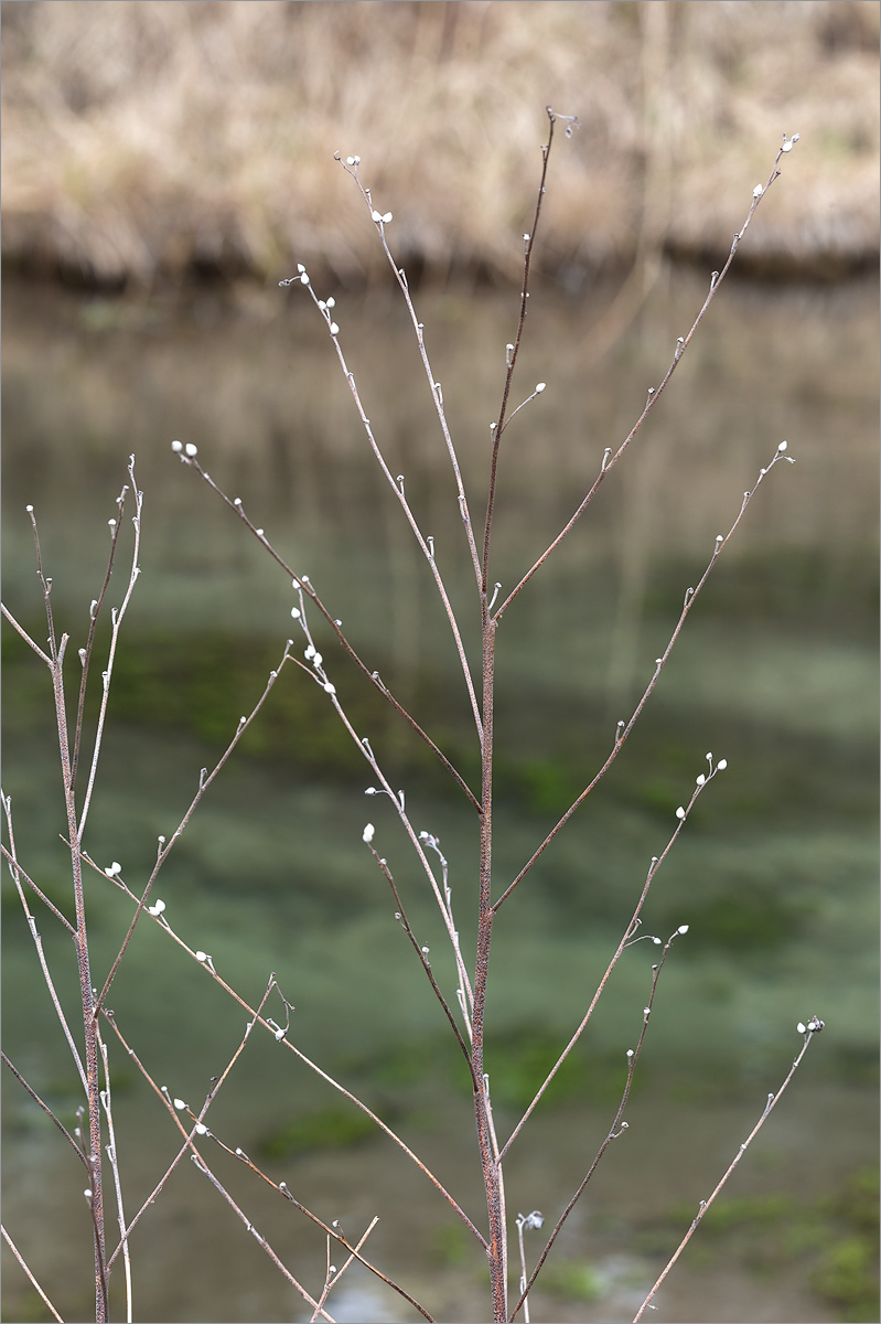 Image of Lithospermum officinale specimen.