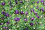 Medicago sativa