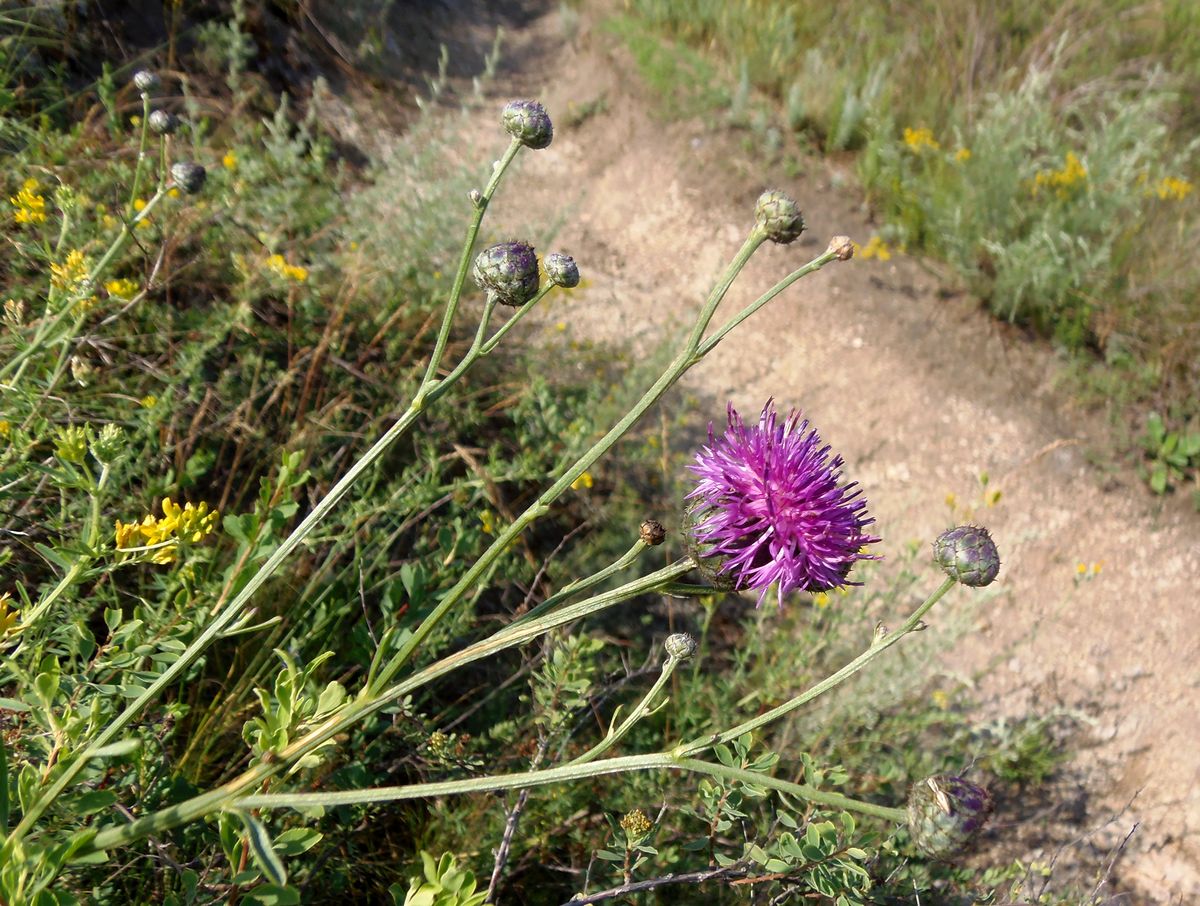 Изображение особи Centaurea adpressa.