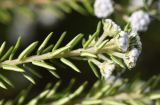 Phylica ericoides
