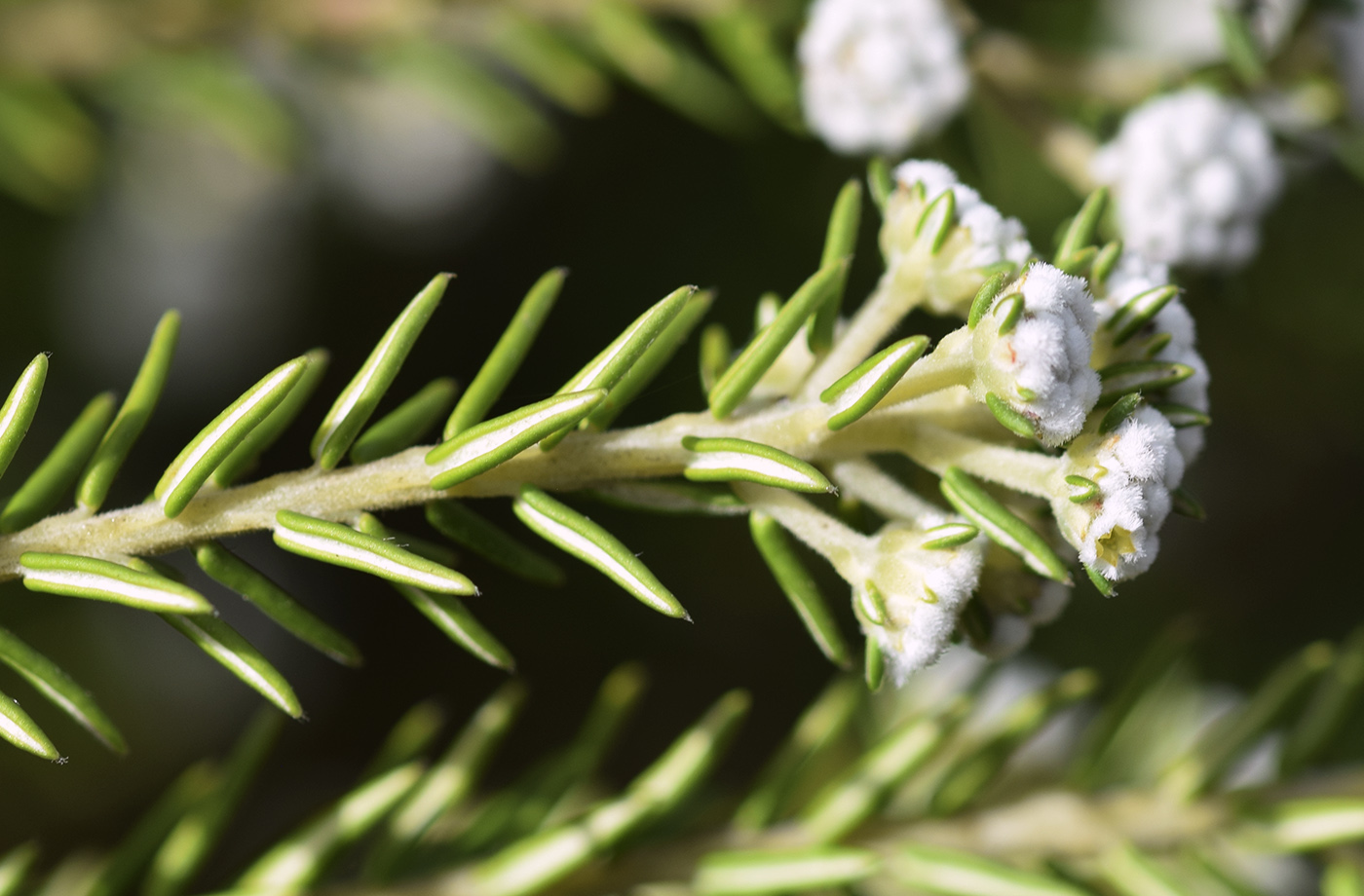 Image of Phylica ericoides specimen.