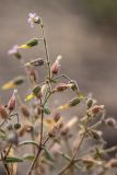 Cerastium schmalhausenii