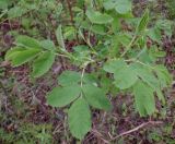 Rosa cinnamomea. Побеги. Тверская обл., Весьегонский р-н, ур. Пьяная поляна, луговина. 4 июня 2020 г.