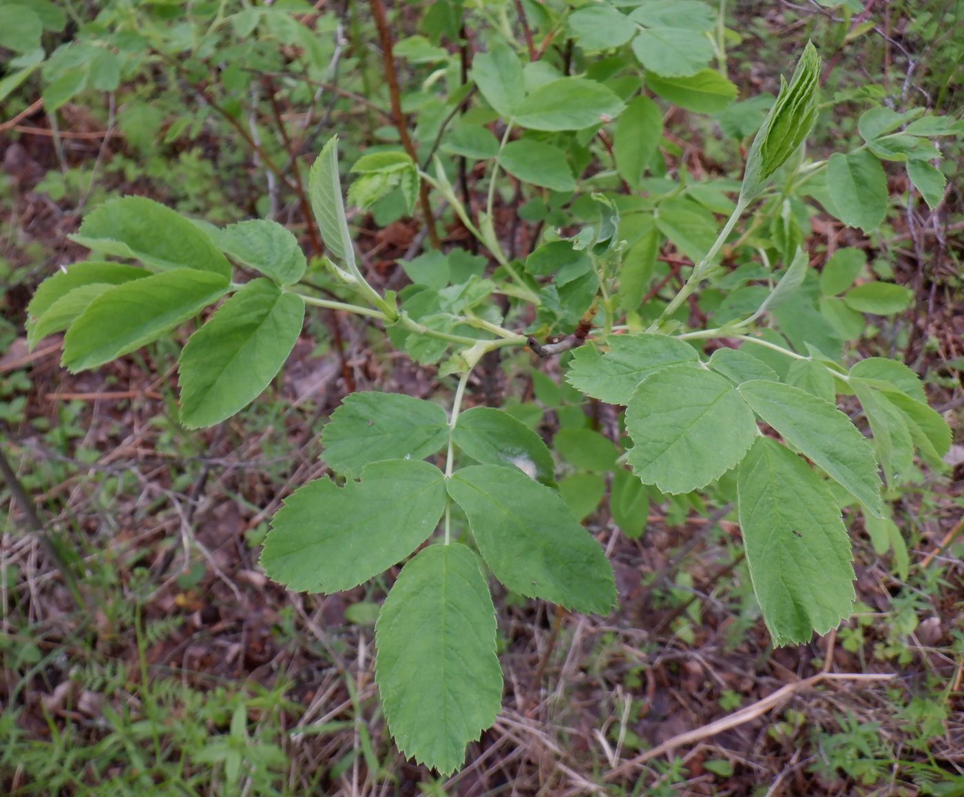 Изображение особи Rosa cinnamomea.