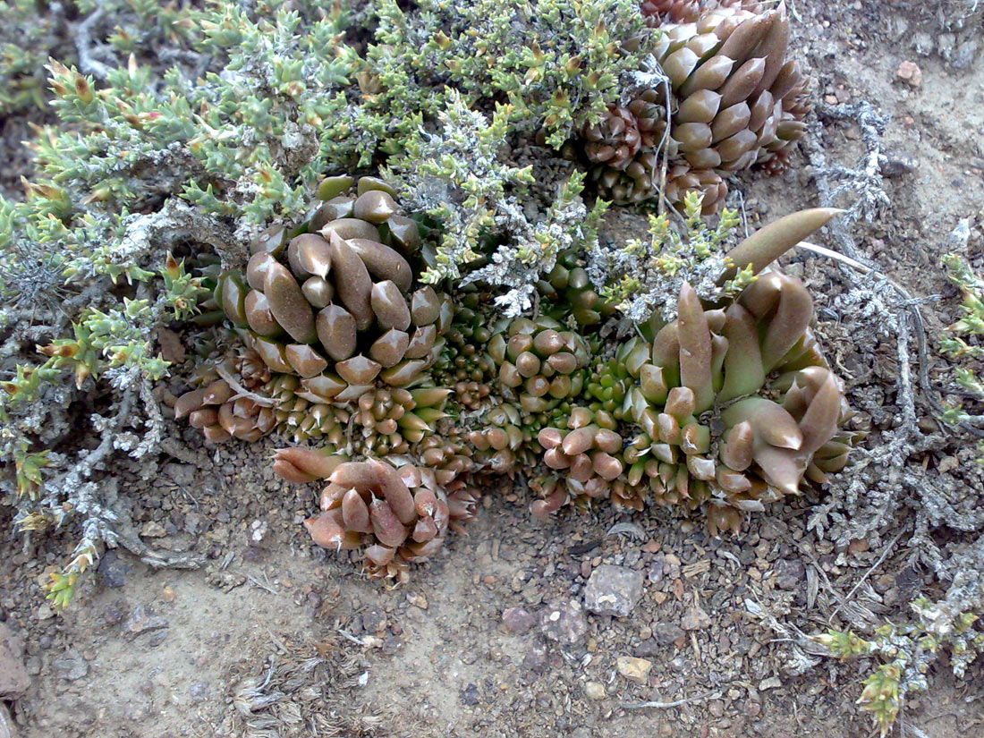 Image of Orostachys thyrsiflora specimen.