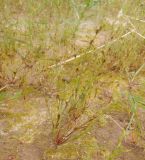 Juncus ambiguus