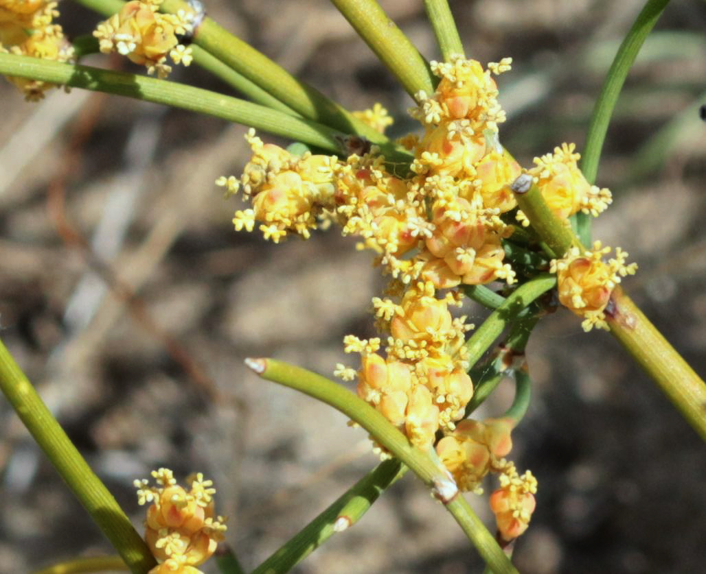 Изображение особи Ephedra distachya.