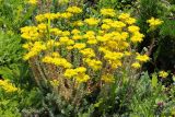 Sedum reflexum