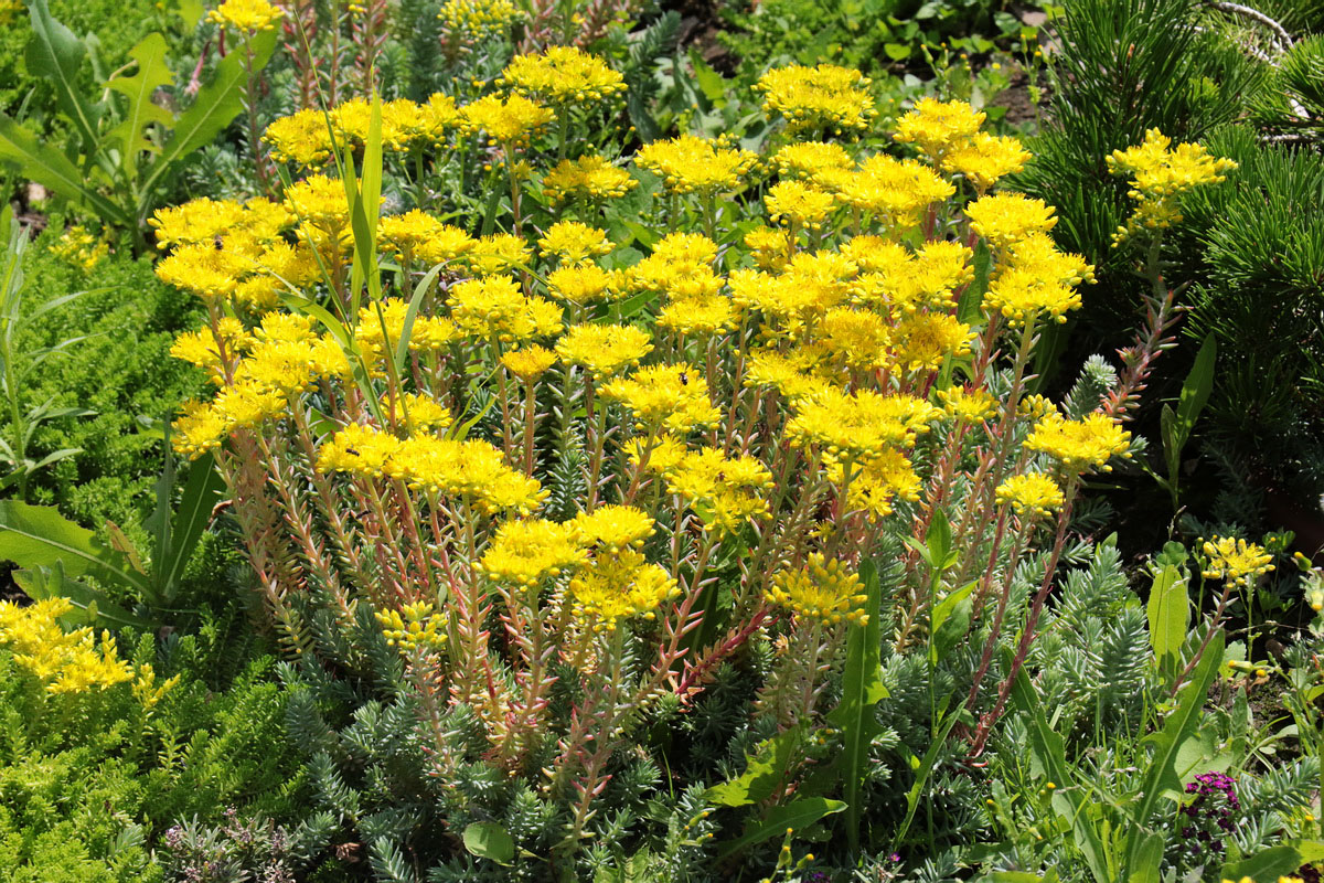 Image of Sedum reflexum specimen.