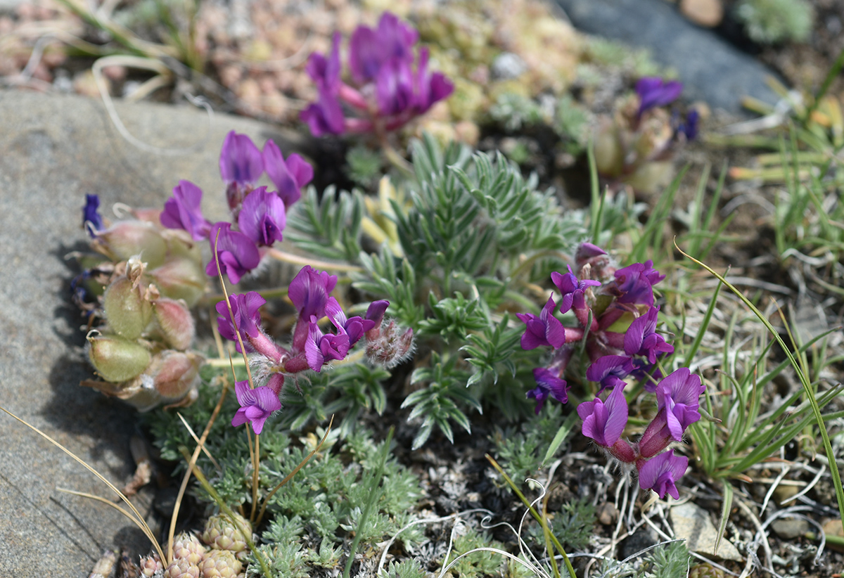 Изображение особи Oxytropis pumila.