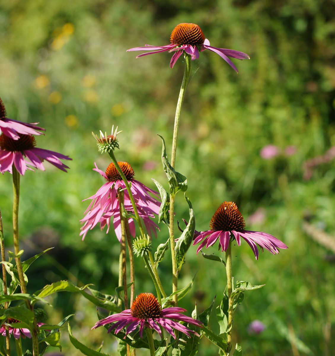 Image of Echinacea purpurea specimen.