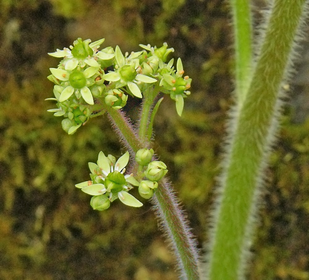 Image of Micranthes pensylvanica specimen.