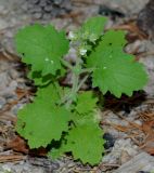 Scrophularia altaica. Цветущее растение в сосновом лесу. Восточно-Казахстанская область, левый берег Бухтарминского водохранилища, бухта Аюда. 09.08.2010.