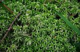 Sphagnum girgensohnii