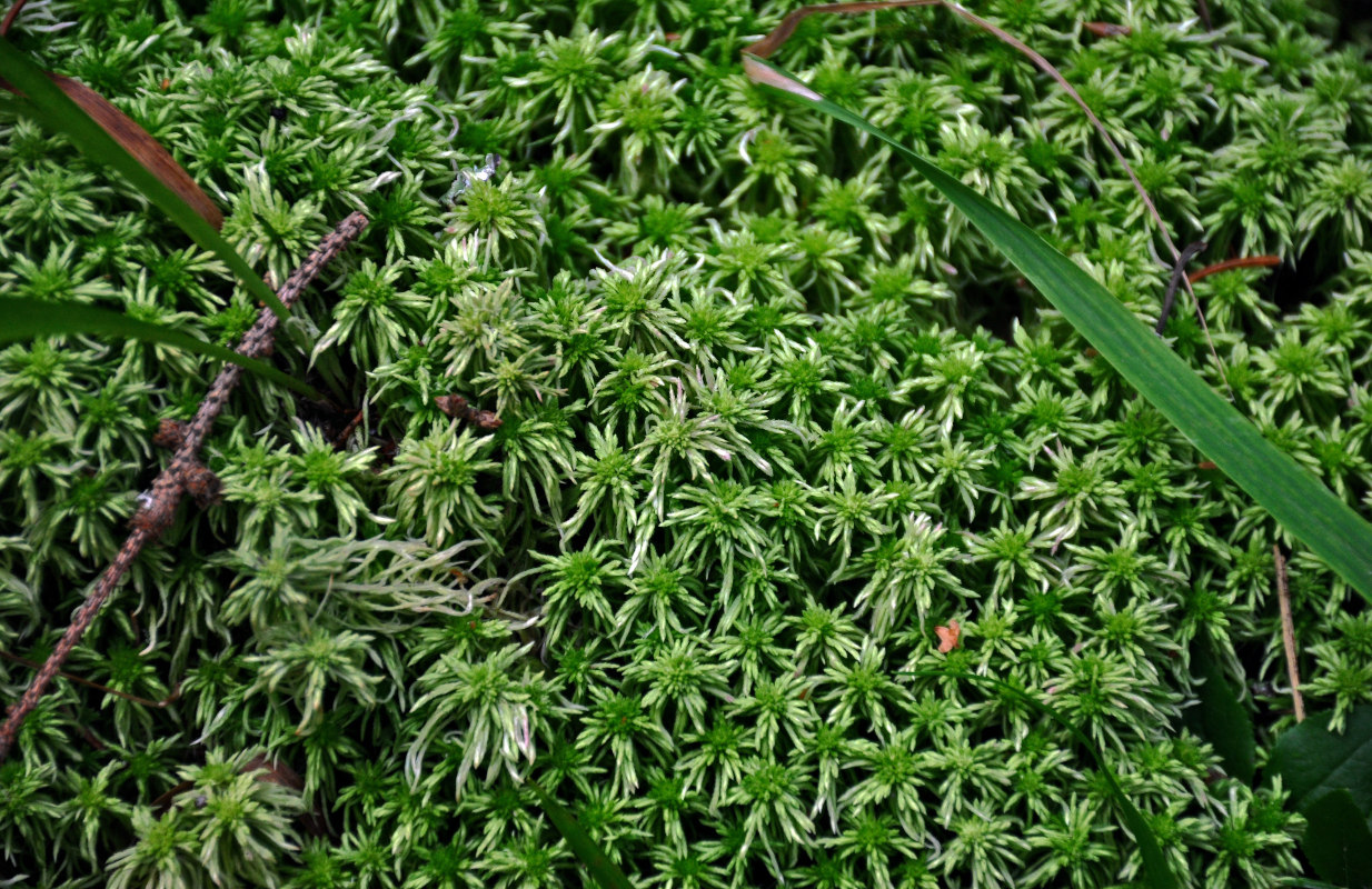 Image of Sphagnum girgensohnii specimen.