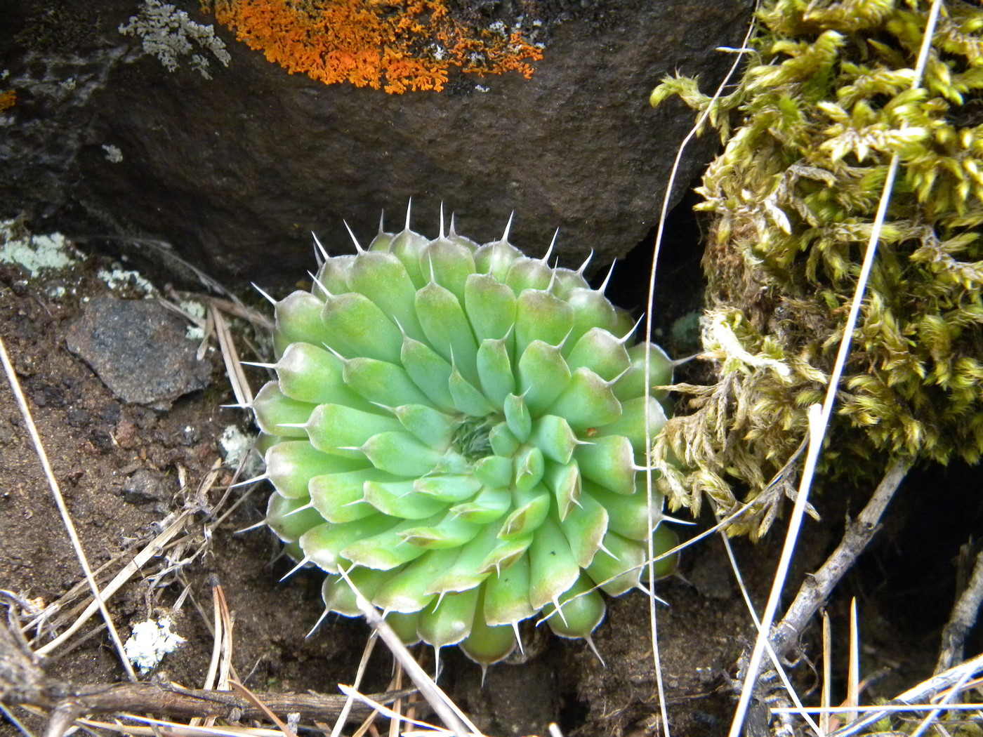 Изображение особи Orostachys spinosa.