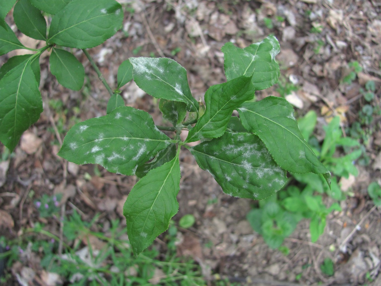 Image of Euonymus europaeus specimen.