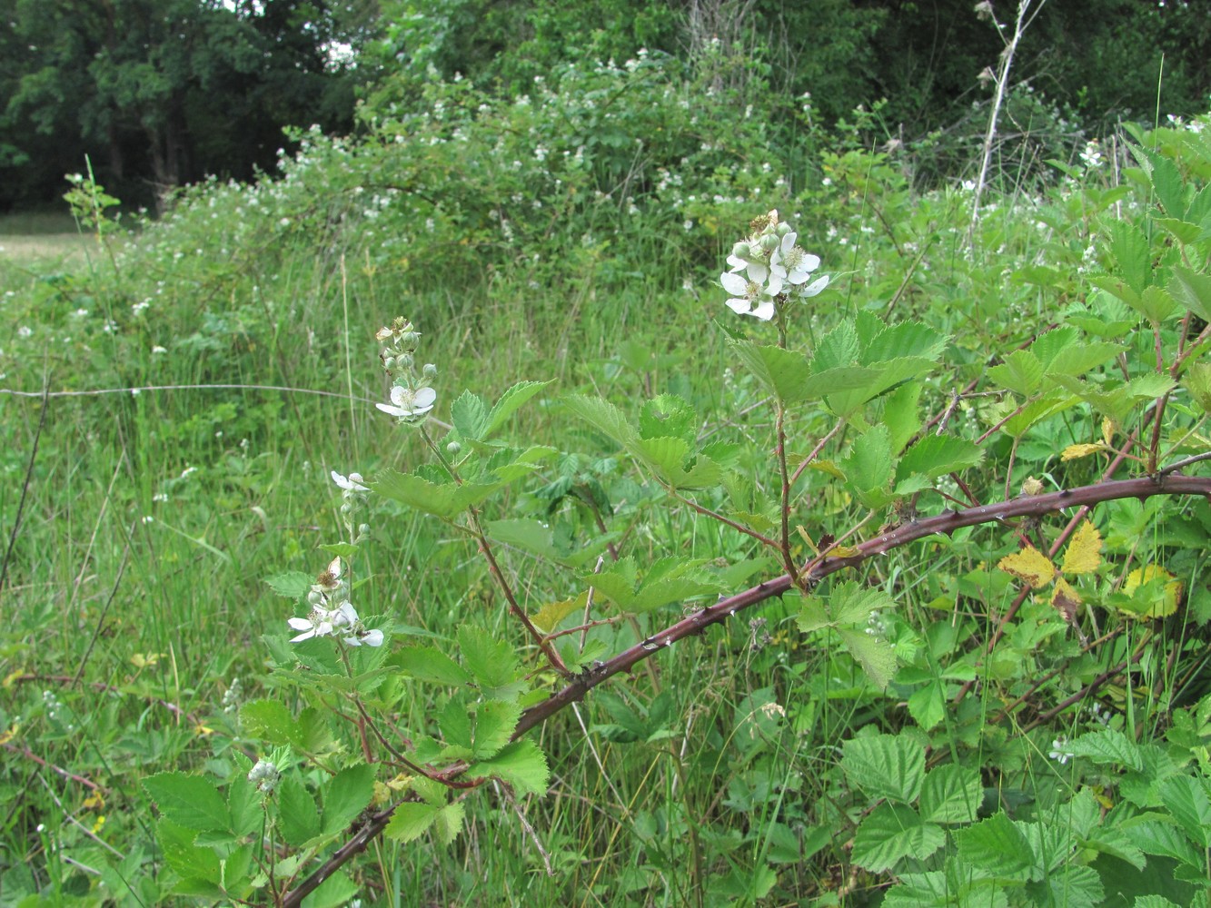 Изображение особи Rubus sanctus.