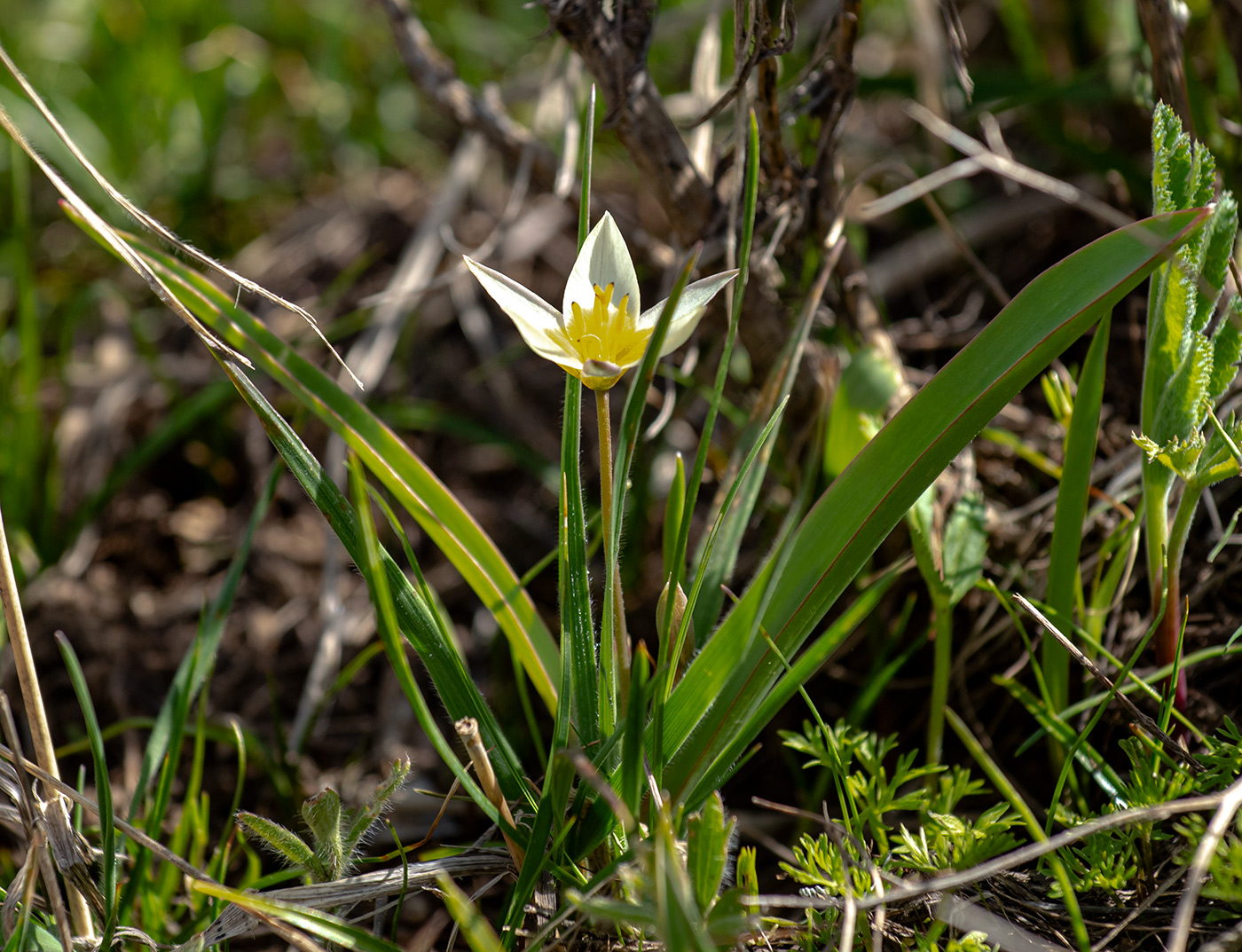 Image of Tulipa turkestanica specimen.