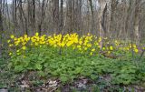 Doronicum orientale