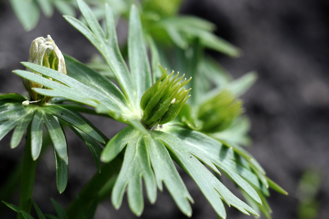 Image of Eranthis cilicica specimen.