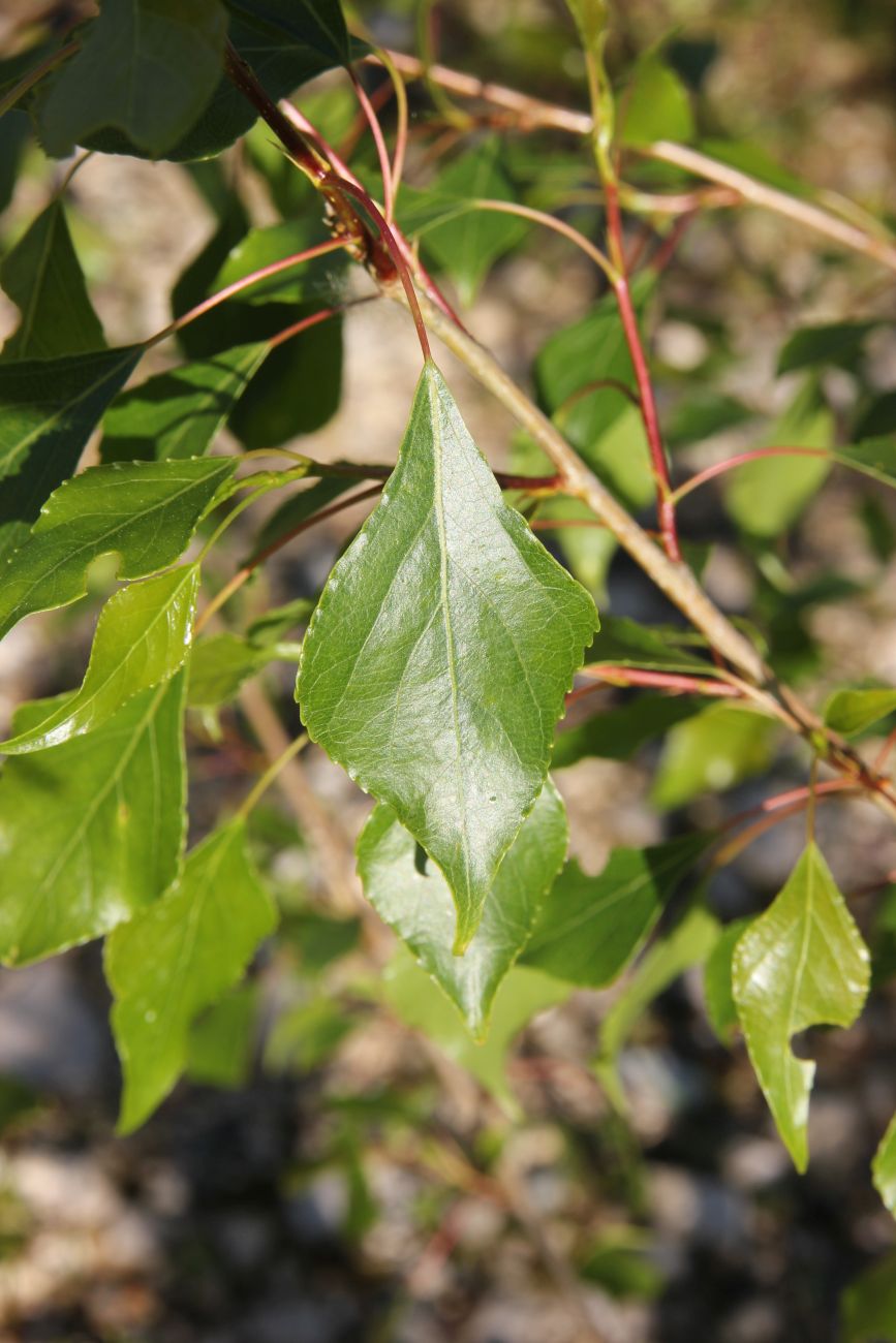 Image of Populus nigra specimen.